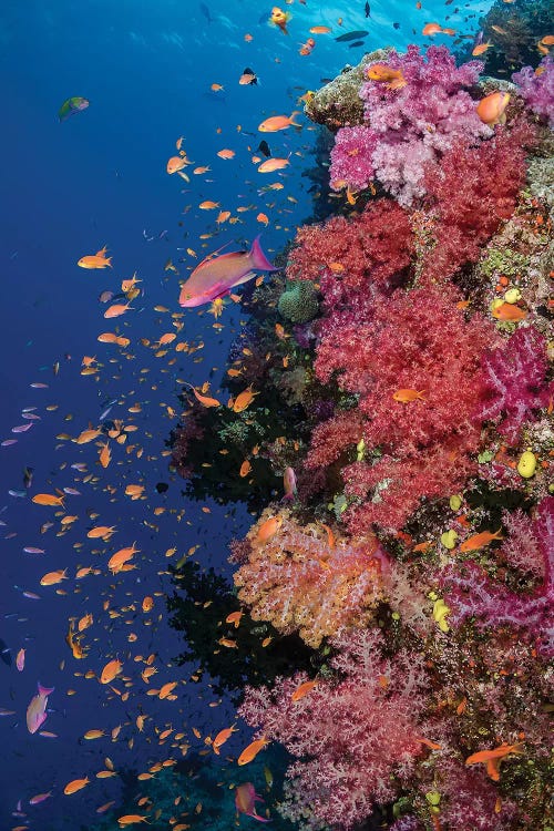 Fiji. Reef with coral and Anthias II