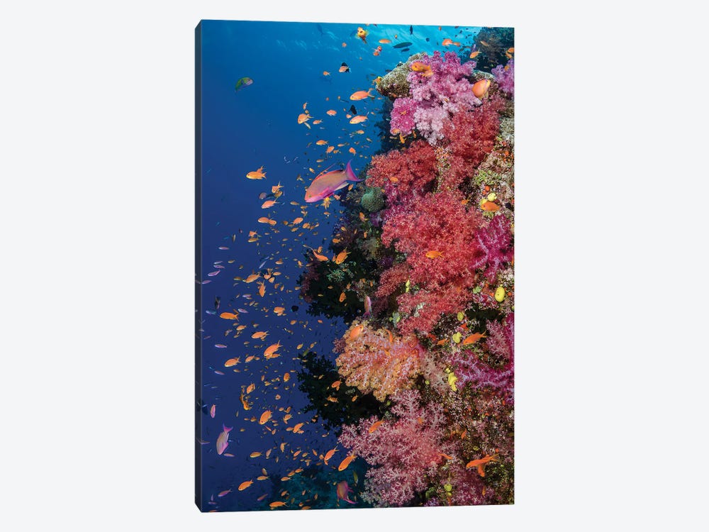 Fiji. Reef with coral and Anthias II by Jaynes Gallery 1-piece Canvas Print