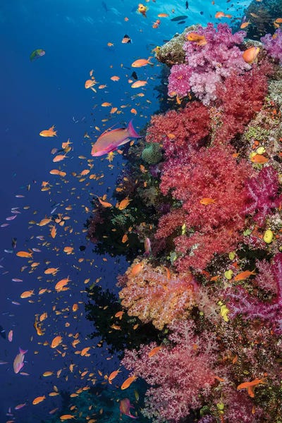 Underwater: Fiji. Reef with coral and Anthias II by Jaynes Gallery