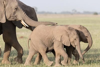 Close-Up Of Elephants Walking. Africa, Kenya, Amboseli National Park. by Jaynes Gallery framed canvas print