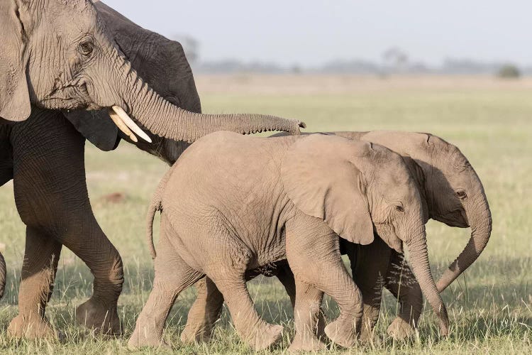 Africa, Kenya, Amboseli National Park. Close-up of elephants walking.