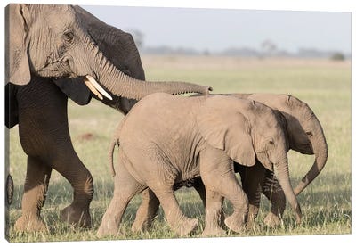 Africa, Kenya, Amboseli National Park. Close-up of elephants walking. Canvas Art Print