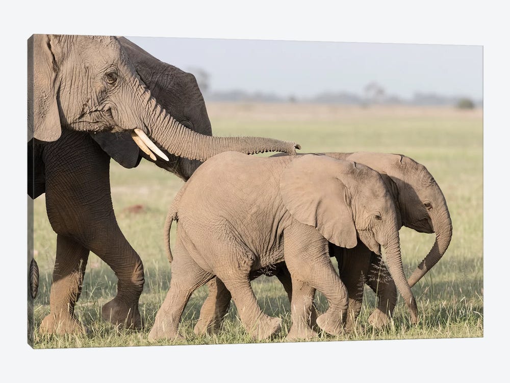Africa, Kenya, Amboseli National Park. Close-up of elephants walking. by Jaynes Gallery 1-piece Canvas Art