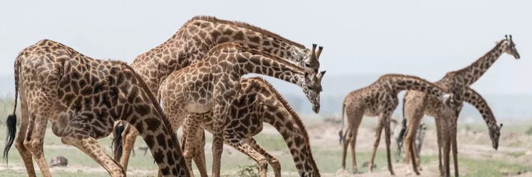 Africa, Kenya, Amboseli National Park. Close-up of giraffes drinking.