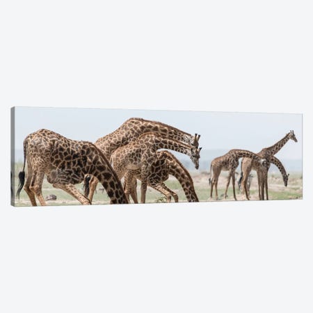 Africa, Kenya, Amboseli National Park. Close-up of giraffes drinking. Canvas Print #JYG341} by Jaynes Gallery Canvas Art
