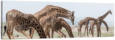 Africa, Kenya, Amboseli National Park. Close-up of giraffes drinking. Canvas Art Print