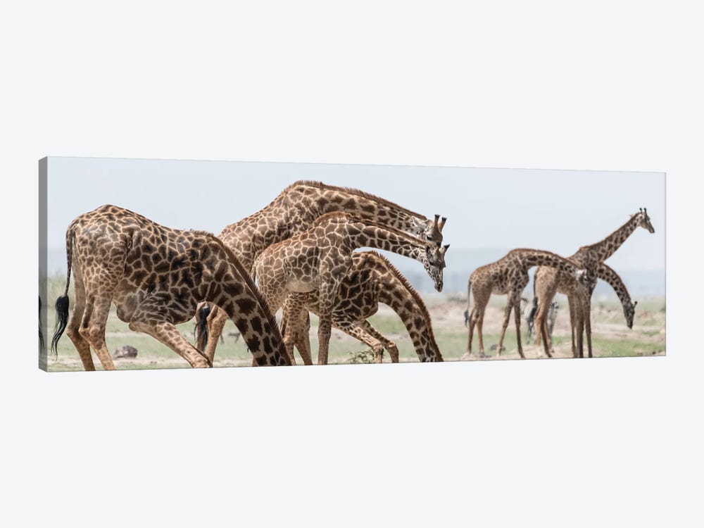 Africa, Kenya, Amboseli National Park. Close-up of giraffes drinking. by Jaynes Gallery 1-piece Canvas Art Print