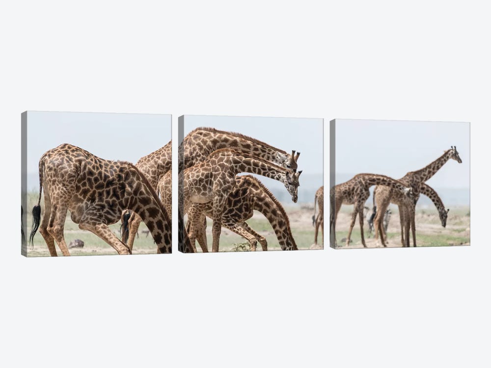 Africa, Kenya, Amboseli National Park. Close-up of giraffes drinking. by Jaynes Gallery 3-piece Canvas Print