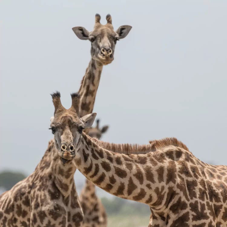 Africa, Kenya, Amboseli National Park. Close-up of giraffes.