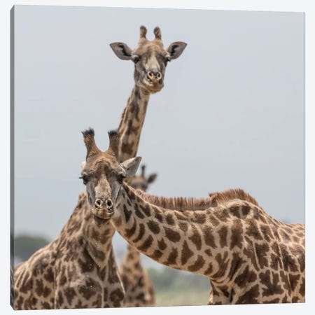 Africa, Kenya, Amboseli National Park. Close-up of giraffes. Canvas Print #JYG342} by Jaynes Gallery Canvas Artwork
