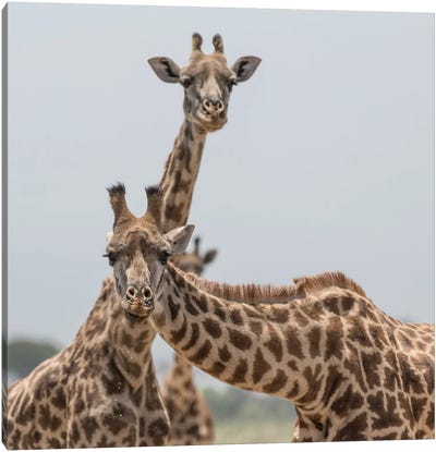 Africa, Kenya, Amboseli National Park. Close-up of giraffes. Canvas Art Print - Kenya
