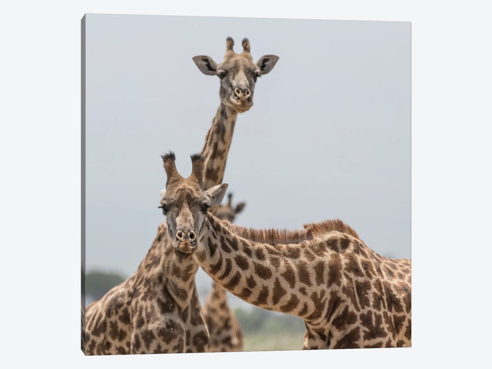 Africa, Kenya, Amboseli National Park. Close-up of giraffes. by Jaynes Gallery 1-piece Canvas Artwork