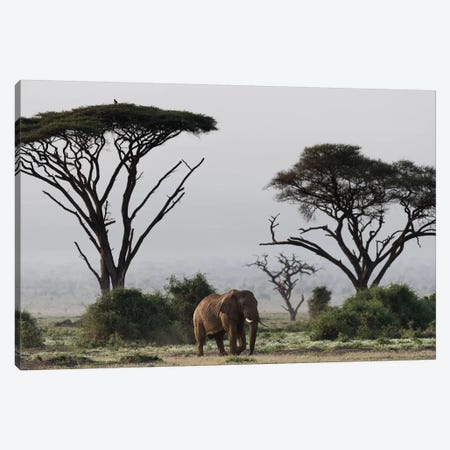 Africa, Kenya, Amboseli National Park. Elephant and umbrella thorn acacia trees. Canvas Print #JYG343} by Jaynes Gallery Canvas Artwork