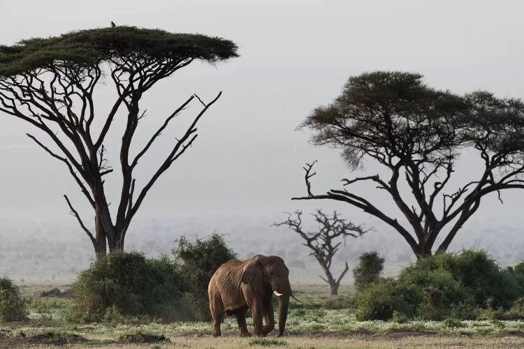 Elephant And Umbrella Thorn Acacia Trees. Africa, Kenya, Amboseli National Park.