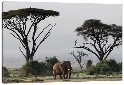 Africa, Kenya, Amboseli National Park. Elephant and umbrella thorn acacia trees. Canvas Art Print