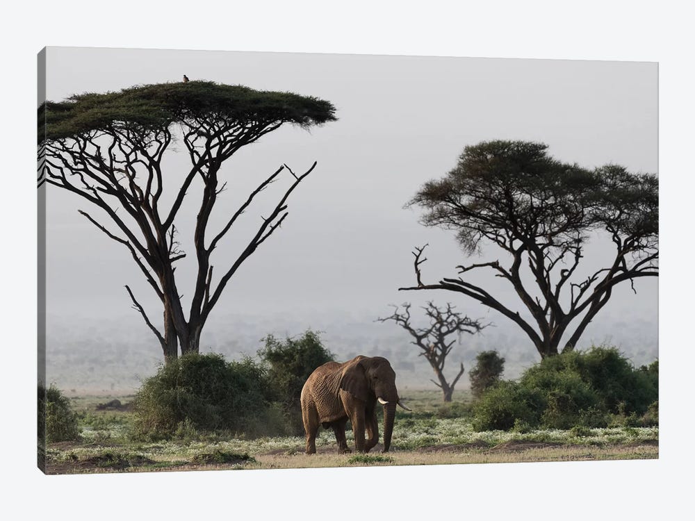 Africa, Kenya, Amboseli National Park. Elephant and umbrella thorn acacia trees. by Jaynes Gallery 1-piece Canvas Art Print