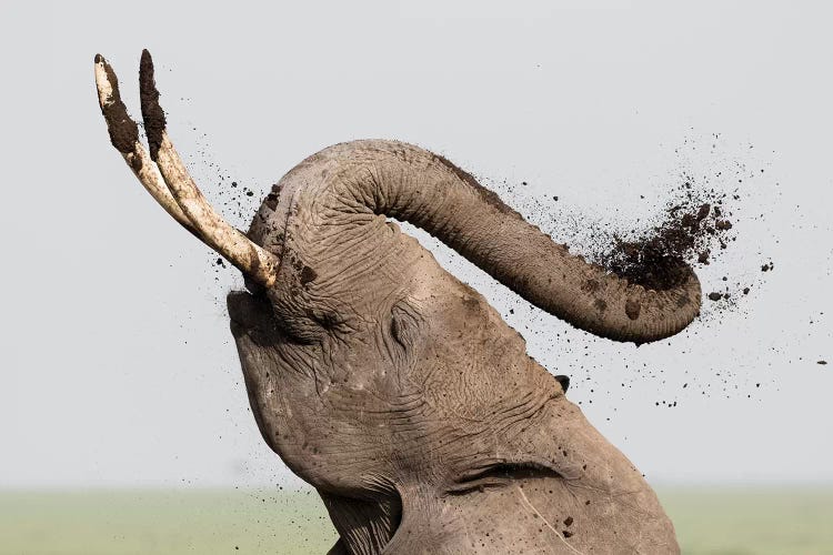 Africa, Kenya, Amboseli National Park. Elephant spraying mud sunscreen.