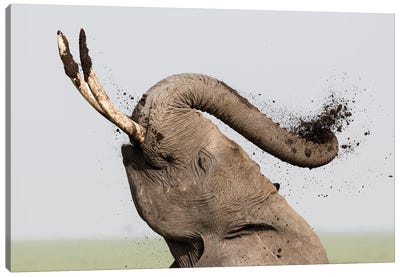 Africa, Kenya, Amboseli National Park. Elephant spraying mud sunscreen. Canvas Art Print