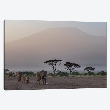 Africa, Kenya, Amboseli National Park. Elephants and umbrella thorn acacia trees. Canvas Print #JYG345} by Jaynes Gallery Canvas Art Print