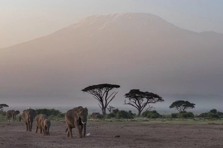 Africa, Kenya, Amboseli National Park. Elephants and umbrella thorn acacia trees.