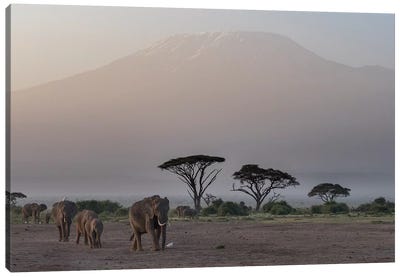 Africa, Kenya, Amboseli National Park. Elephants and umbrella thorn acacia trees. Canvas Art Print - Kenya