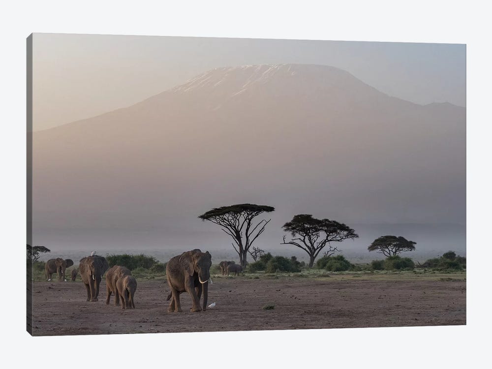 Africa, Kenya, Amboseli National Park. Elephants and umbrella thorn acacia trees. by Jaynes Gallery 1-piece Art Print
