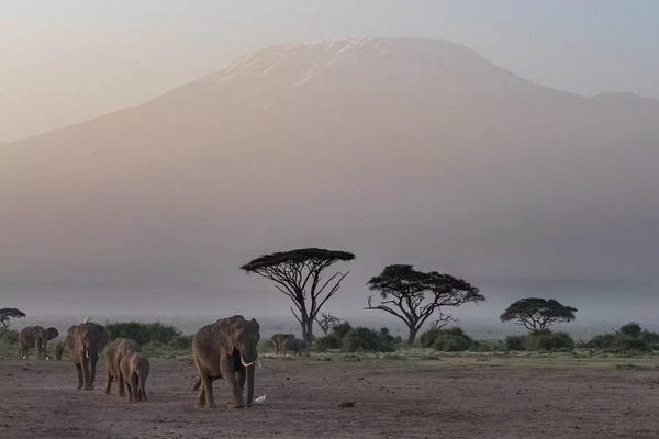 Elephants And Umbrella Thorn Acacia Trees I. Africa, Kenya, Amboseli National Park.