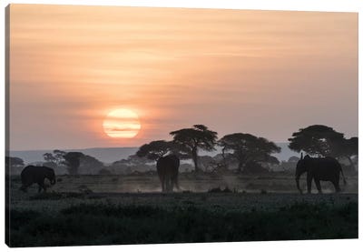 Africa, Kenya, Amboseli National Park. Elephants and umbrella thorn acacia trees. Canvas Art Print - Travel Art