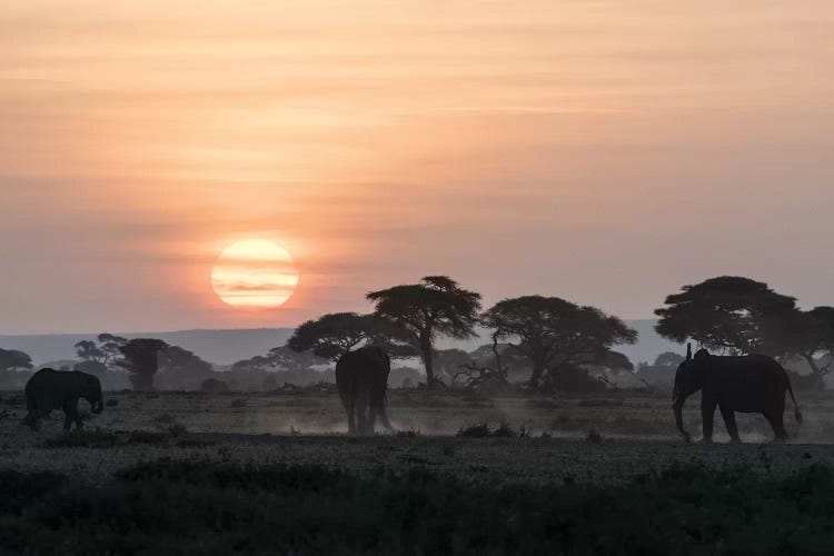 Africa, Kenya, Amboseli National Park. Elephants and umbrella thorn acacia trees.