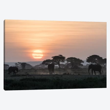 Africa, Kenya, Amboseli National Park. Elephants and umbrella thorn acacia trees. Canvas Print #JYG346} by Jaynes Gallery Art Print
