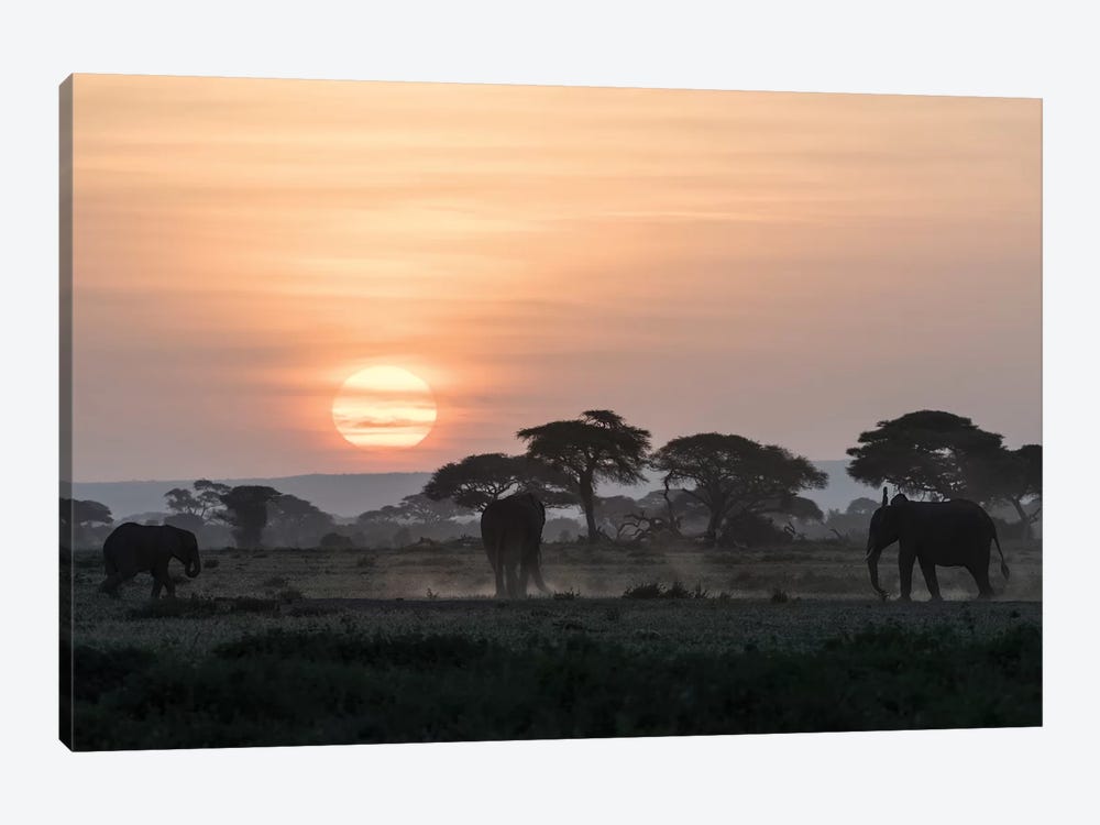 Africa, Kenya, Amboseli National Park. Elephants and umbrella thorn acacia trees. by Jaynes Gallery 1-piece Canvas Artwork