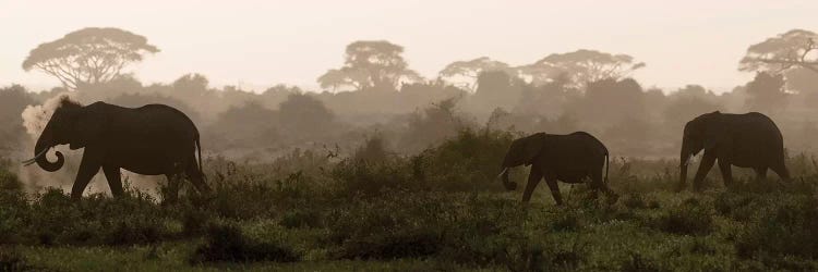 Africa, Kenya, Amboseli National Park. Elephants backlit at sunset.