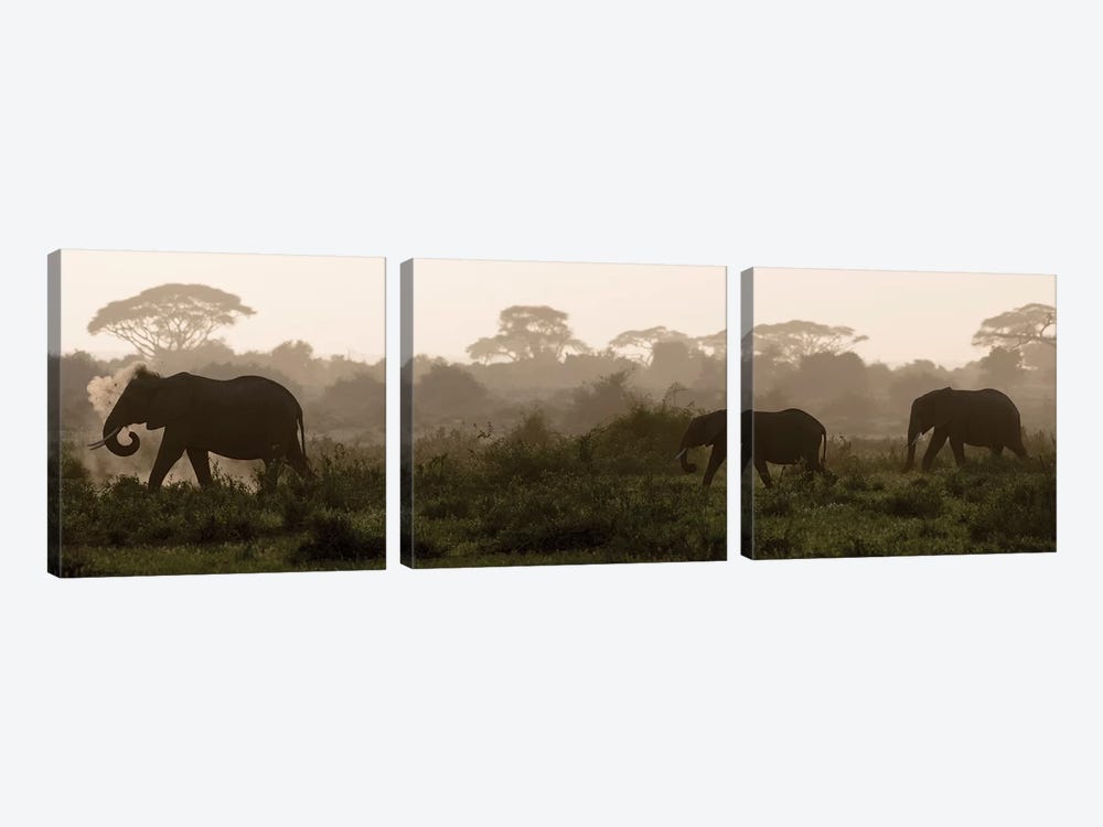 Africa, Kenya, Amboseli National Park. Elephants backlit at sunset. by Jaynes Gallery 3-piece Canvas Wall Art