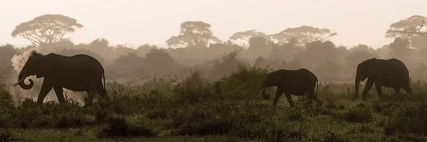 Elephants Backlit At Sunset. Africa, Kenya, Amboseli National Park.