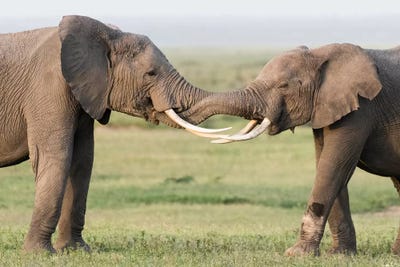 Elephants Greeting. Africa, Kenya, Amboseli National Park. by Jaynes Gallery framed canvas print