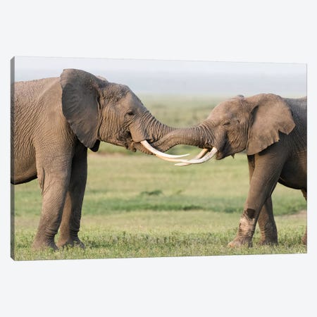 Africa, Kenya, Amboseli National Park. Elephants greeting. Canvas Print #JYG349} by Jaynes Gallery Canvas Art