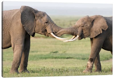 Africa, Kenya, Amboseli National Park. Elephants greeting. Canvas Art Print - Kenya