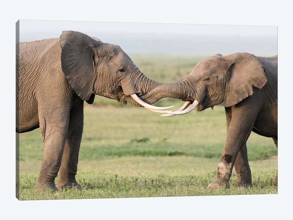 Africa, Kenya, Amboseli National Park. Elephants greeting. by Jaynes Gallery 1-piece Canvas Print