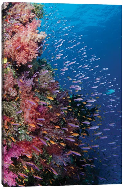 Fiji. Reef with coral and Anthias III Canvas Art Print - Underwater Art