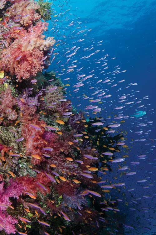 Fiji. Reef with coral and Anthias III