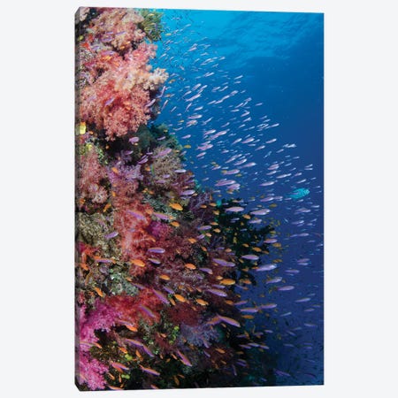 Fiji. Reef with coral and Anthias III Canvas Print #JYG34} by Jaynes Gallery Canvas Artwork