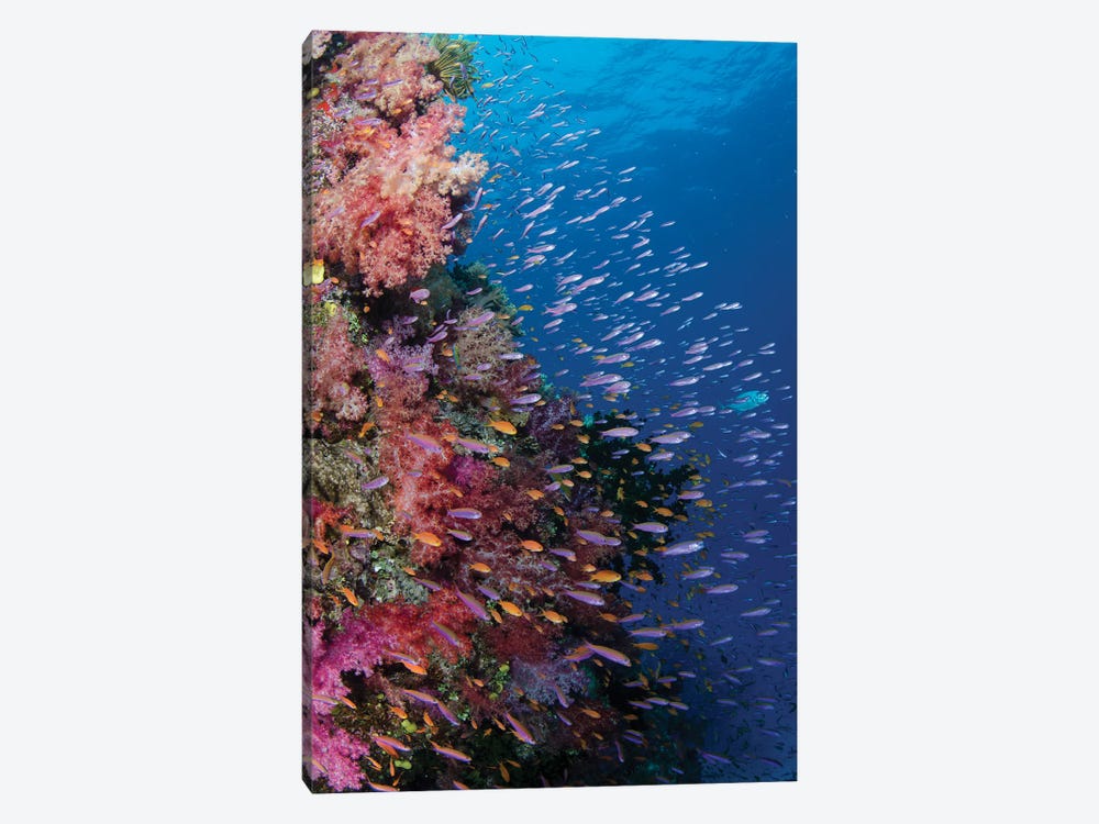 Fiji. Reef with coral and Anthias III by Jaynes Gallery 1-piece Canvas Art