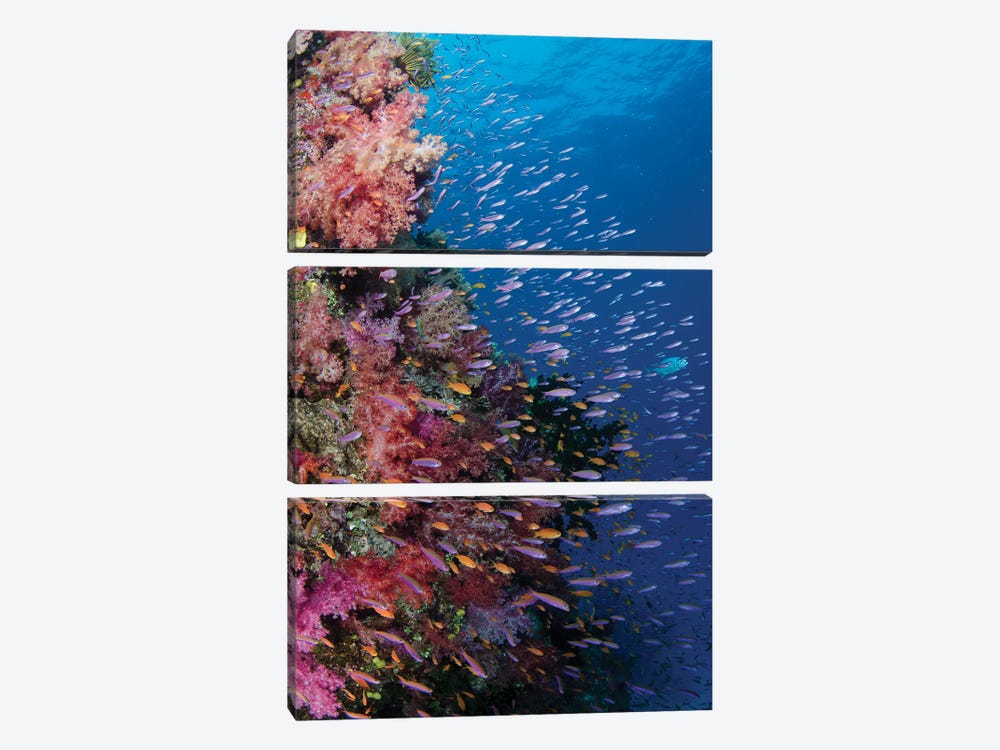 Fiji. Reef with coral and Anthias III by Jaynes Gallery 3-piece Canvas Artwork