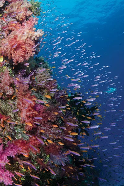 Coral: Fiji. Reef with coral and Anthias III by Jaynes Gallery