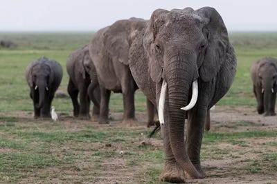 Elephants On The March I. Africa, Kenya, Amboseli National Park. by Jaynes Gallery framed canvas print