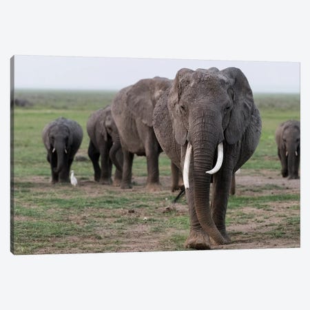Africa, Kenya, Amboseli National Park. Elephants on the march. Canvas Print #JYG350} by Jaynes Gallery Canvas Print