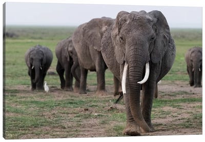 Africa, Kenya, Amboseli National Park. Elephants on the march. Canvas Art Print