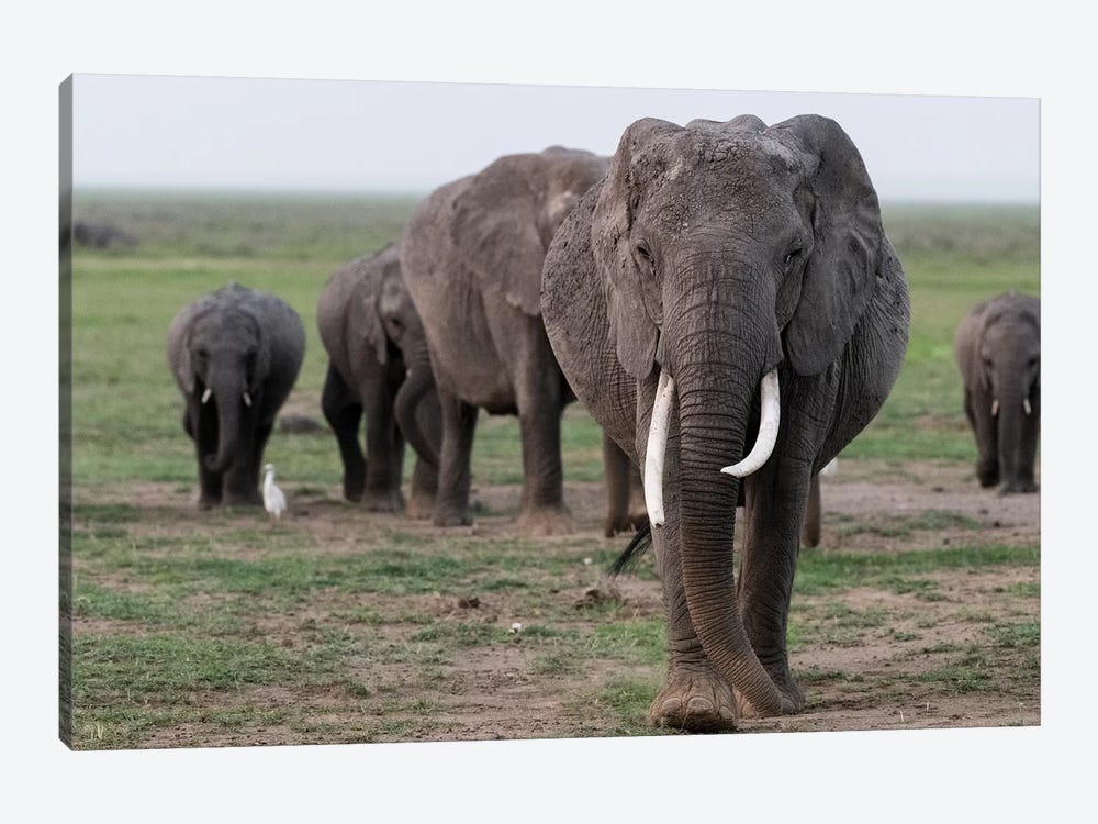 Africa, Kenya, Amboseli National Park. Elephants on the march. by Jaynes Gallery 1-piece Canvas Print