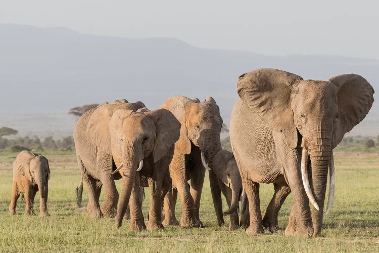 Africa, Kenya, Amboseli National Park. Elephants on the march.