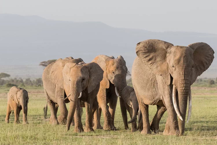 Elephants On The March II. Africa, Kenya, Amboseli National Park.